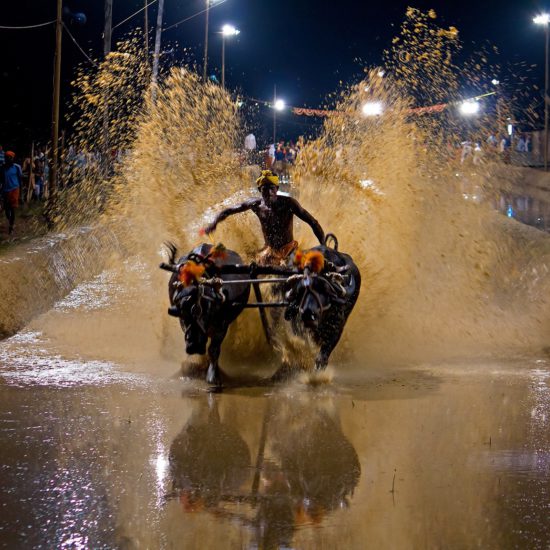 Kambala Festival