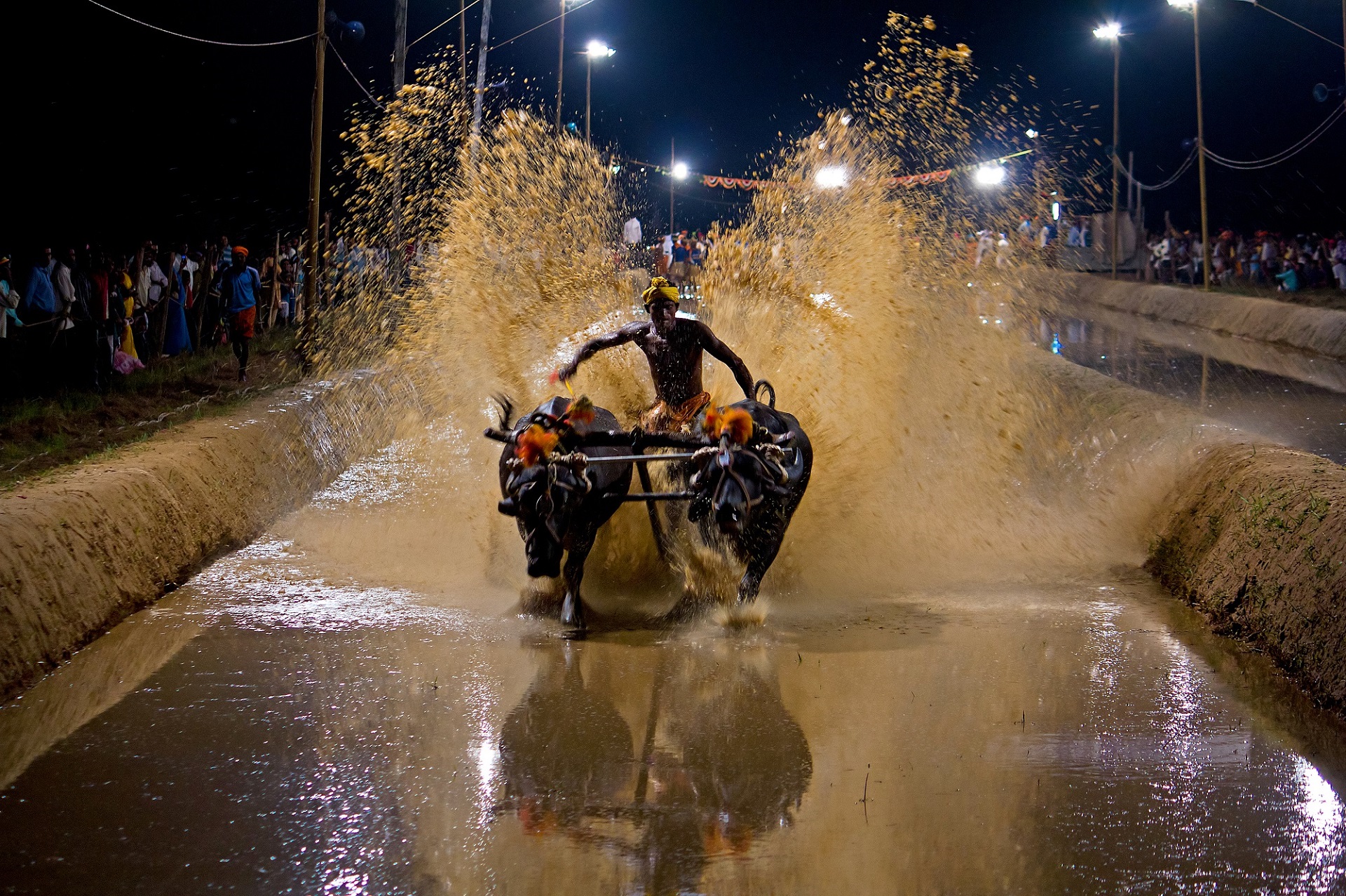 Kambala Festival