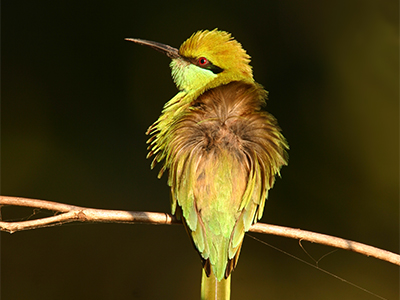 Attiveri Bird Sanctuary
