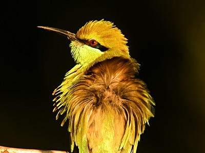 Attiveri Bird Sanctuary