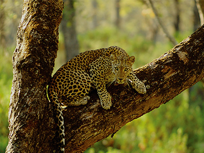 Houseboat Experience In Udupi