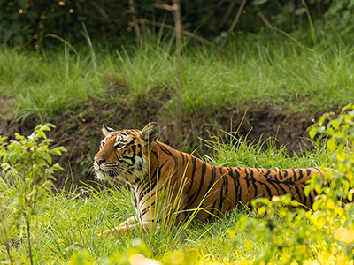 Attiveri Bird Sanctuary