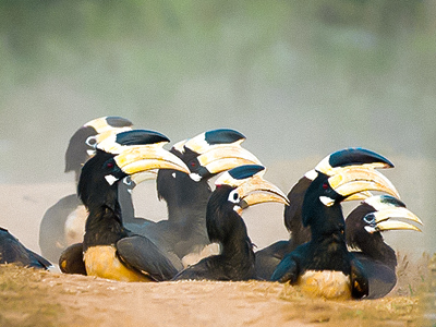 Hornbills of Dandeli