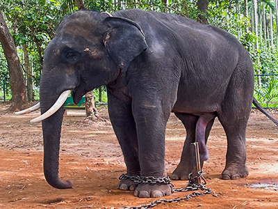 ಸಕ್ರೆಬೈಲ್ ಆನೆ ಶಿಬಿರವು ಅರಣ್ಯ ಶಿಬಿರವಾಗಿದ್ದು ಇದು ಶಿವಮೊಗ್ಗ ಕೇಂದ್ರ ಕಛೇರಿಯಿಂದ 14 ಕಿಮೀ ದೂರದಲ್ಲಿದೆ ತುಂಗಾ ನದಿಯ ದಡದಲ್ಲಿರುವ ಈ ಸಕ್ರೆಬೈಲ್ ಆನೆ ಶಿಬಿರವು ಕರ್ನಾಟಕ ಅರಣ್ಯ ಇಲಾಖೆಯಿಂದ ನಿರ್ವಹಿಸಲ್ಪಡುತ್ತಿದೆ. ಈ ಶಿಬಿರವು ವನ್ಯಜೀವಿ ಉತ್ಸಾಹಿಗಳು ಮತ್ತು ಪ್ರವಾಸಿಗರನ್ನು ಮಾತ್ರವಲ್ಲದೆ ಆನೆಗಳ ಬಗ್ಗೆ ಅಧ್ಯಯನ ಮಾಡಲು ಬಯಸುವ ಉತ್ಸಾಹಿಗಳನ್ನು ಆಕರ್ಷಿಸುತ್ತದೆ.
