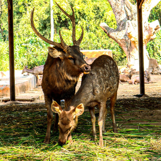 Mysuru Zoo