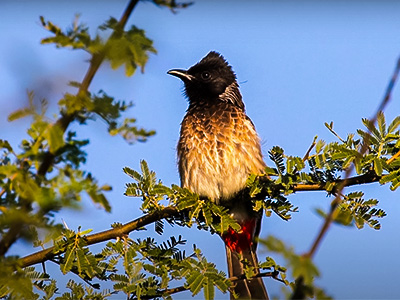 Ghataprabha Bird Sanctuary