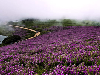 Neelakurinji Flowers
