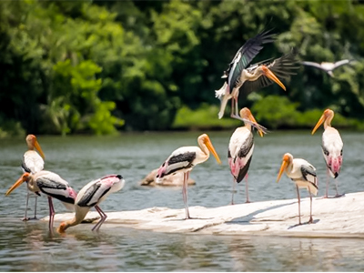 Hornbills of Dandeli