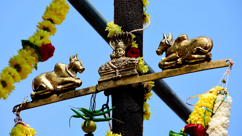 About Makar Sankranti