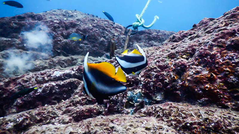 Scuba Diving itinerary