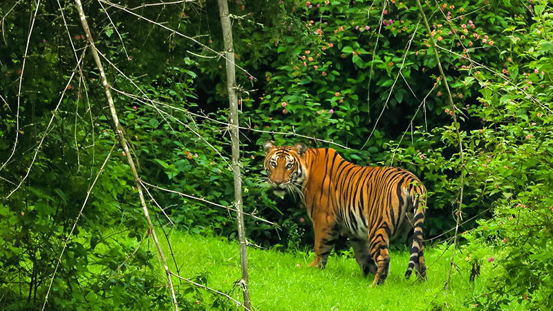 Bandipur Tiger Reserve