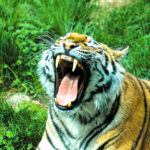 Bannerghatta National Park