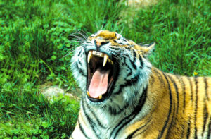 Bannerghatta National Park