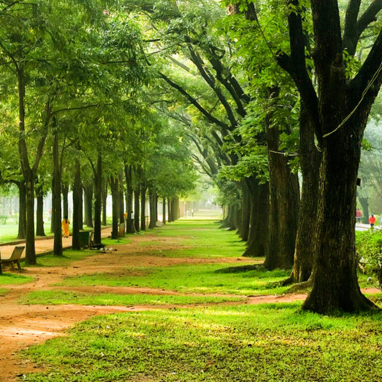 Cubbon Park