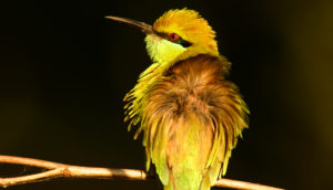 Bird landscape attiveri landscape