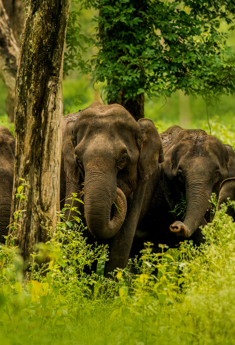 Chamarajanagar Bandipur
