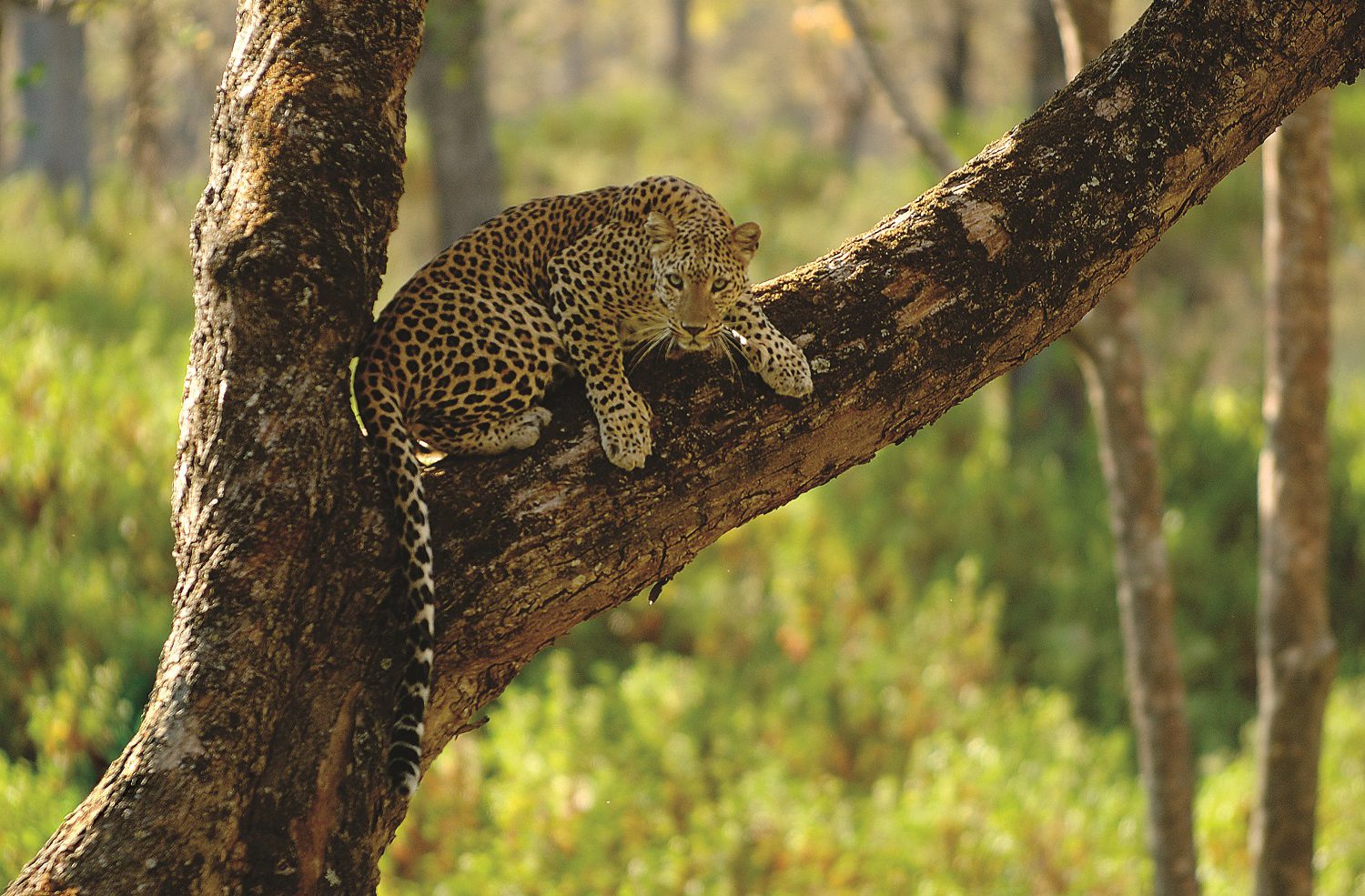 Bhadra Tiger Reserve Chikkamagaluru