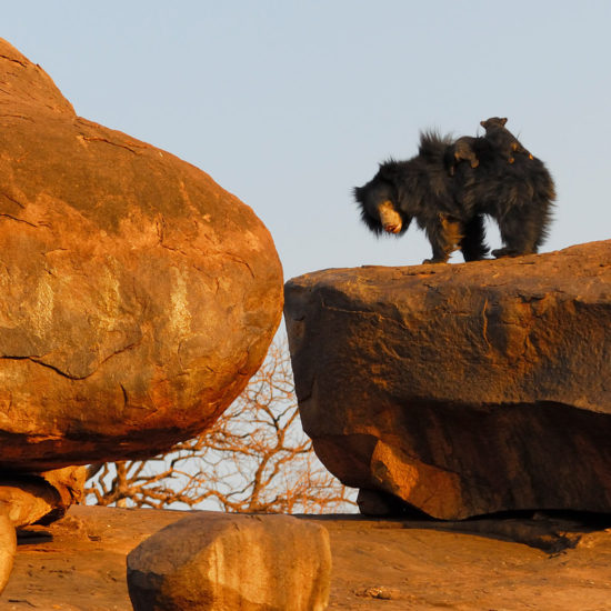 Gudekote Sloth Bear Sanctuary