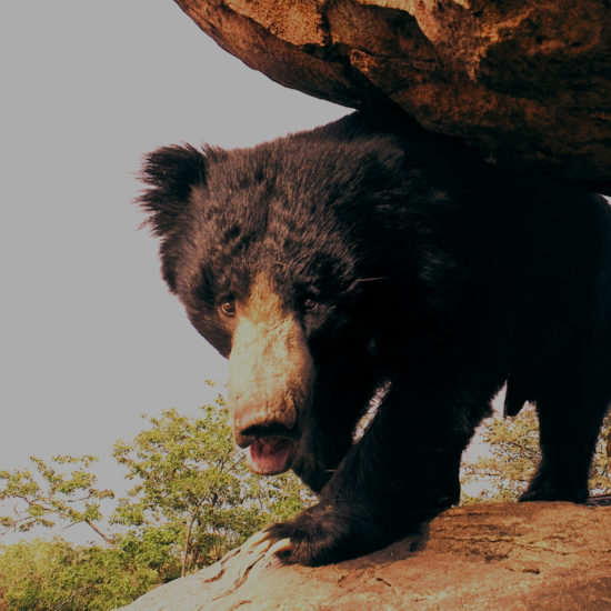 Daroji Sloth Bear Sanctuary