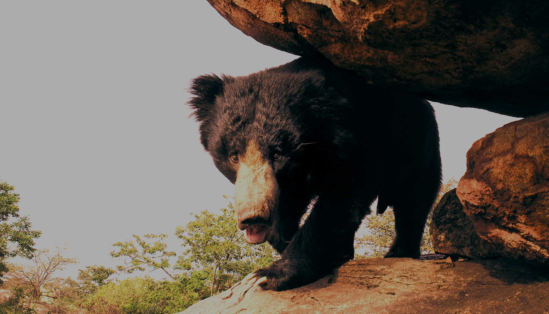 Daroji Sloth Bear Sanctuary