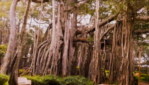 Dodda alad mara big banyan tree