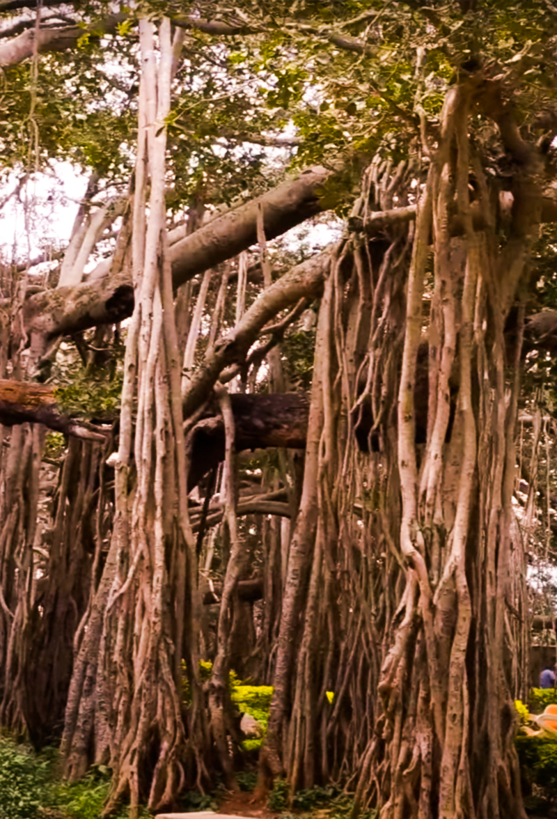 Dodda alad mara big banyan tree