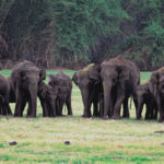 Nagarhole National Park