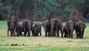 Nagarhole National Park