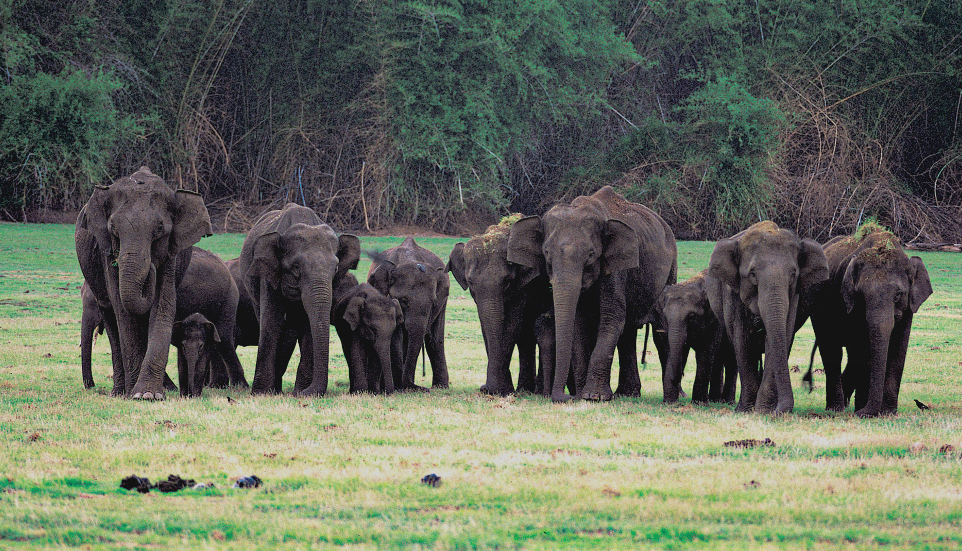 Nagarhole National Park
