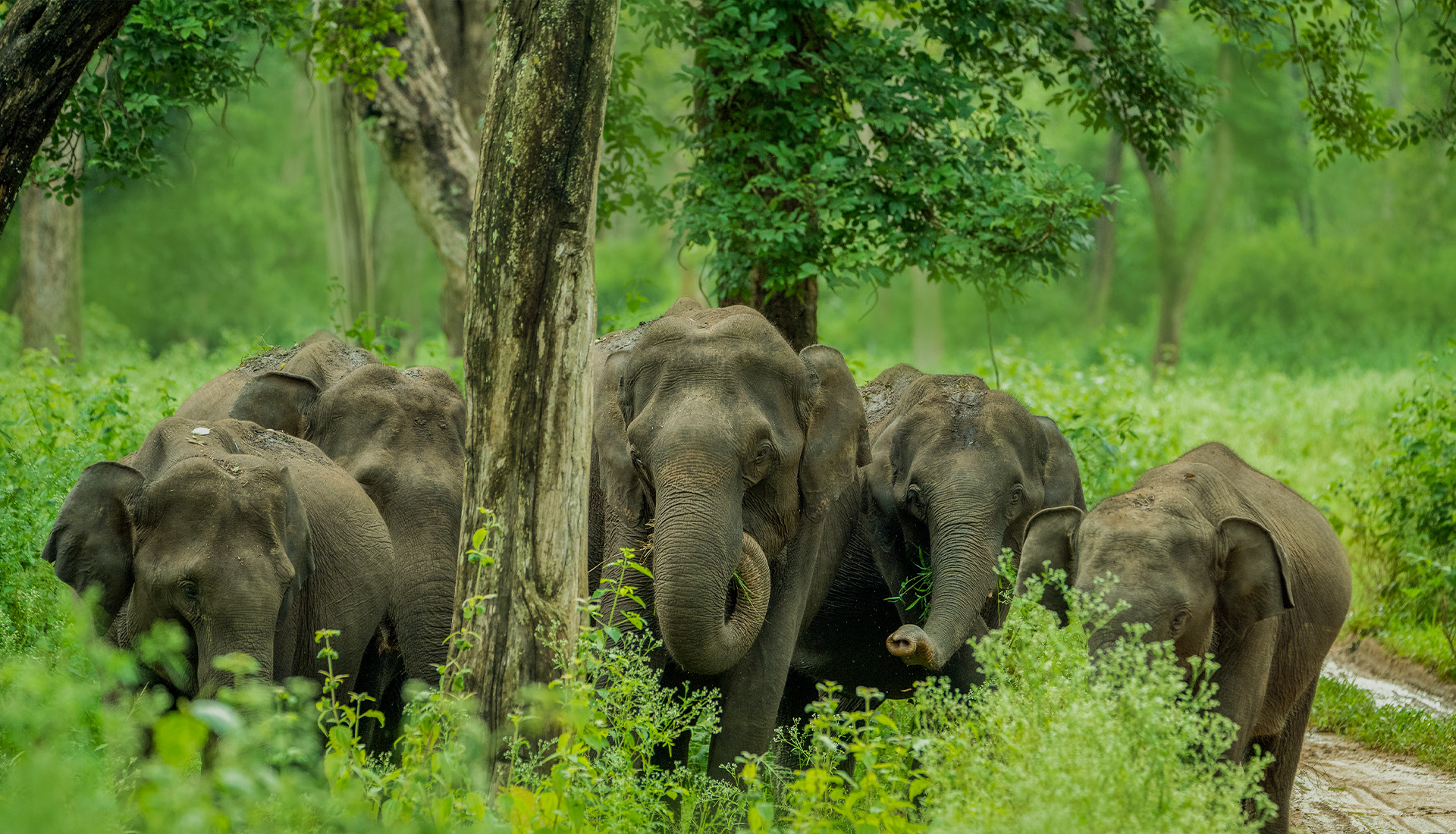 Bandipura Wildlife Sanctuary