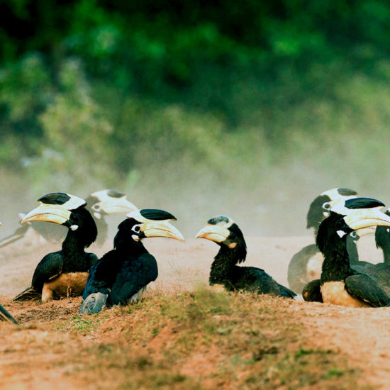 Hornbills of Dandeli