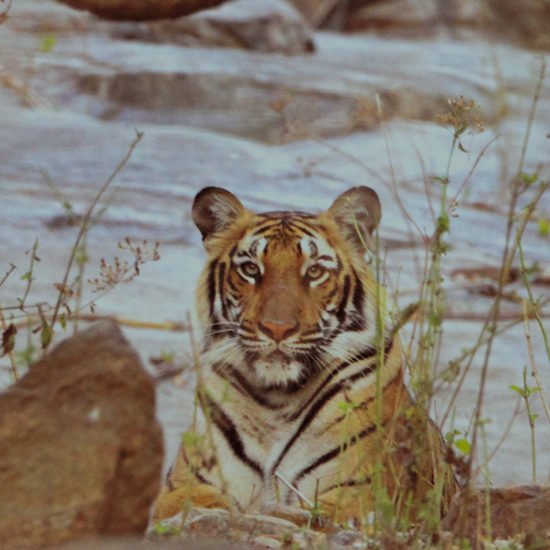 Kali Tiger Reserve