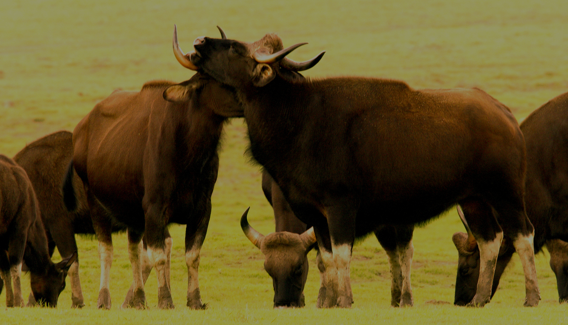 Kudremukh National Park