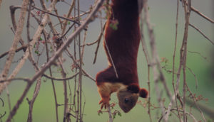 Sharavathi Valley Wildlife Sanctuary