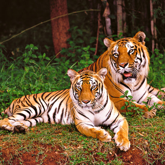 Nagarahole Willife safari