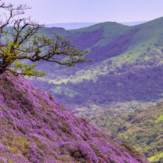 Neelakurinji Blooms, Shivamogga