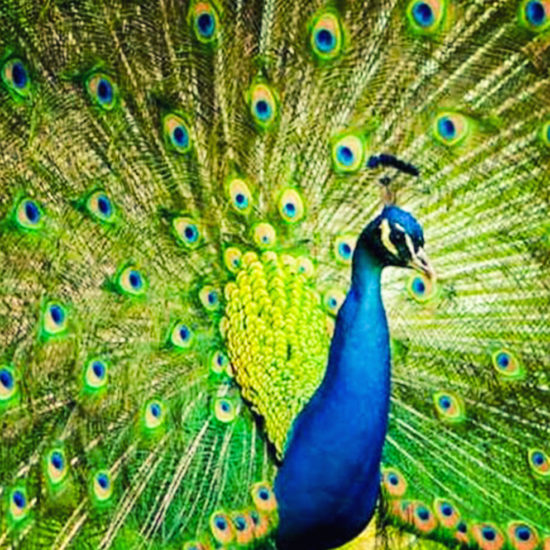 Bankapura Peacock Sanctuary