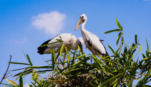 Ranganatittu bird sanctuary