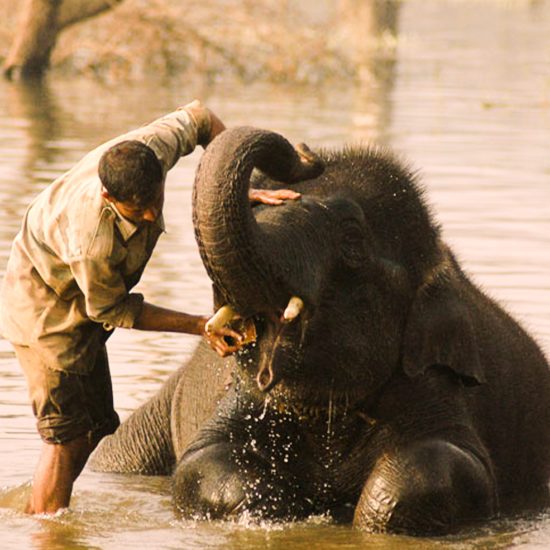 Sakrebyle Shivamogga