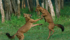 Mookambika Wildlife Sanctuary