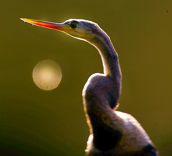 Bonal Bird Sanctuary