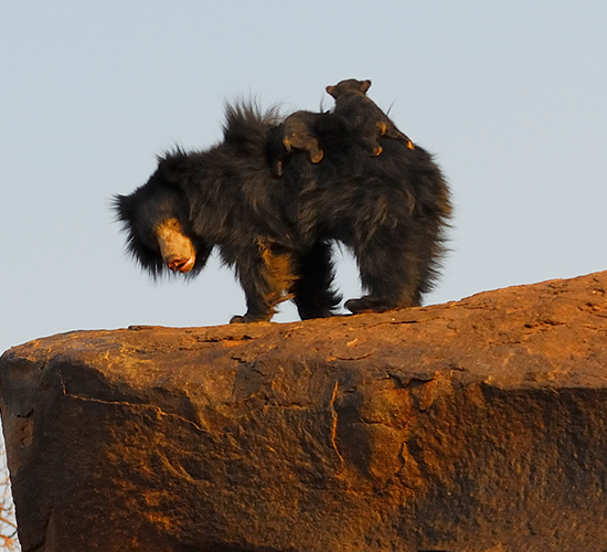Gudekote Sloth Bear Sanctuary