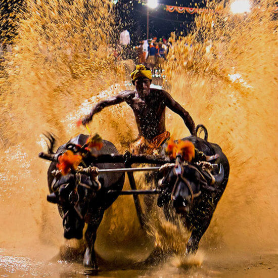 Kambala Festival