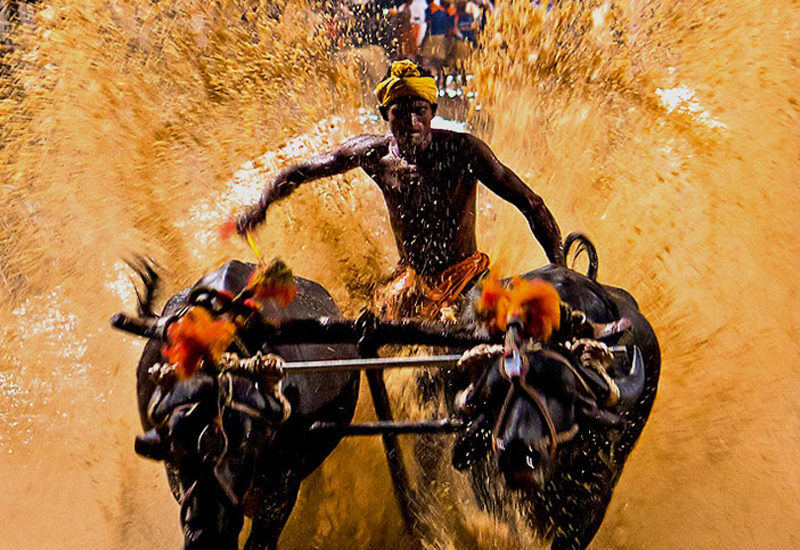 Kambala Festival