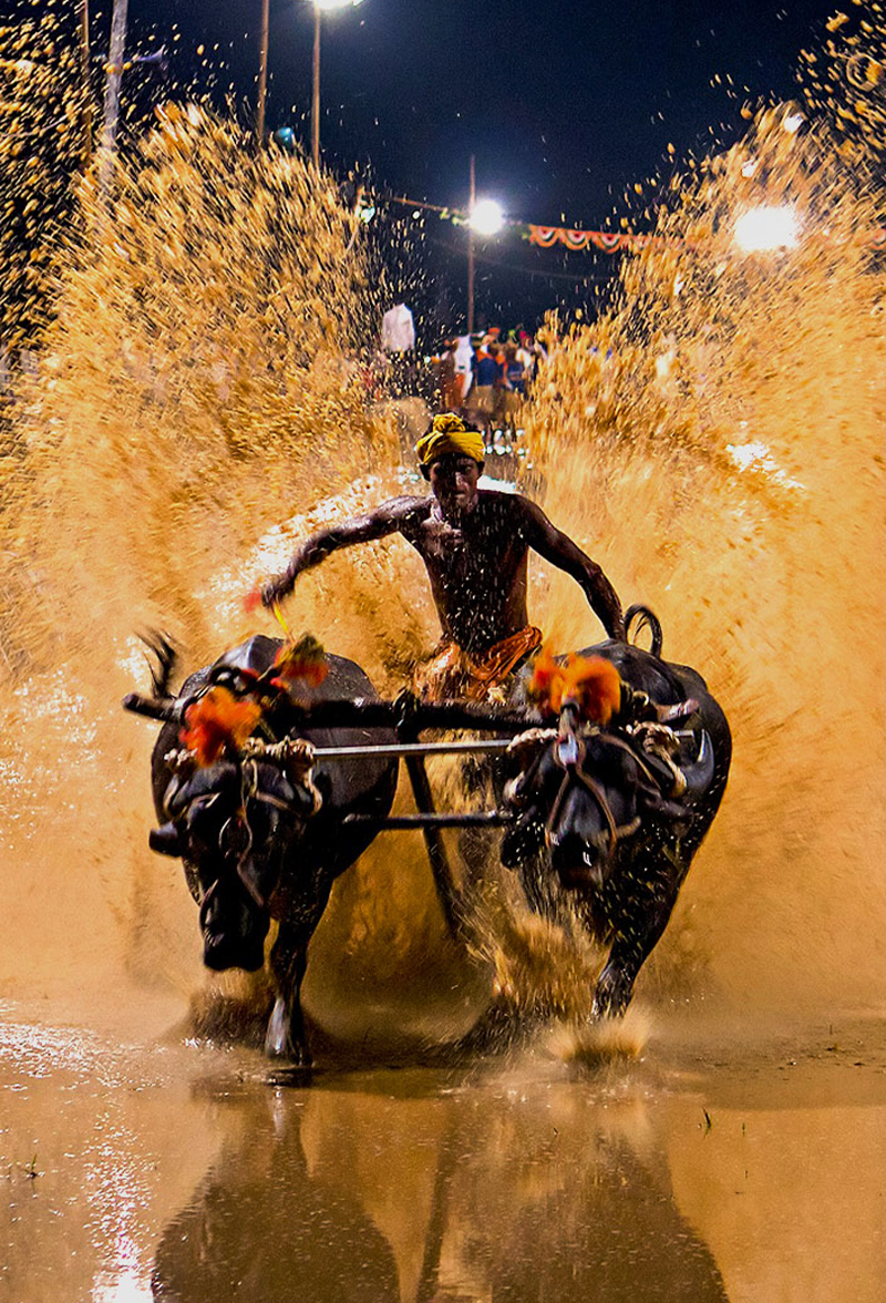 Kambala Festival