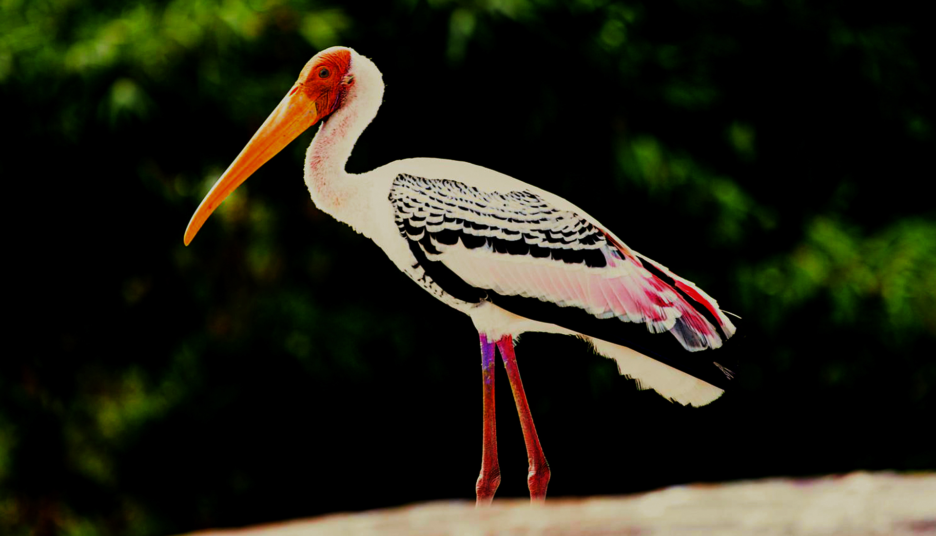 Ranganathittu Bird Sanctuary