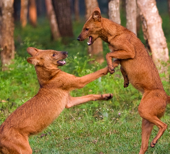 Mookambika Wildlife Sanctuary