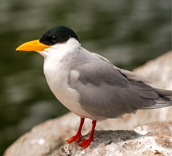 Ranganathittu Bird Sanctuary