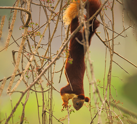Sharavathi Valley Wildlife Sanctuary