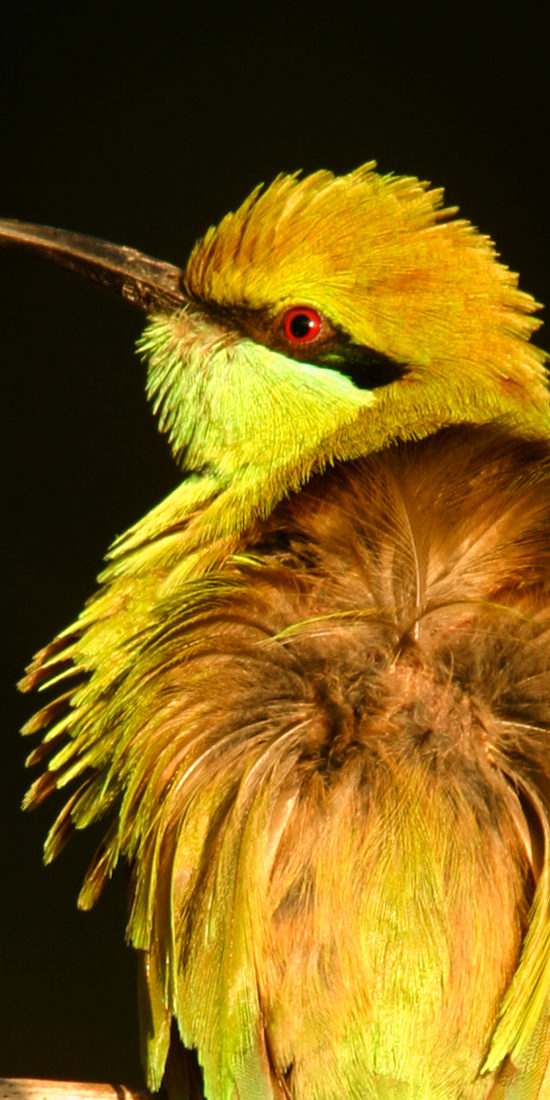 ಅತ್ತಿವೇರಿ